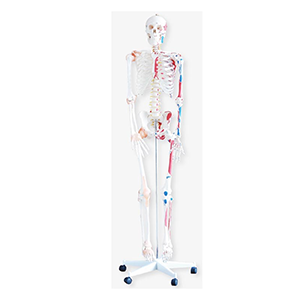 180cm Human skeleton model with colored muscle and ligament